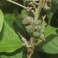 Flemingia macrophylla (Willd.) Kuntze ex Merr.